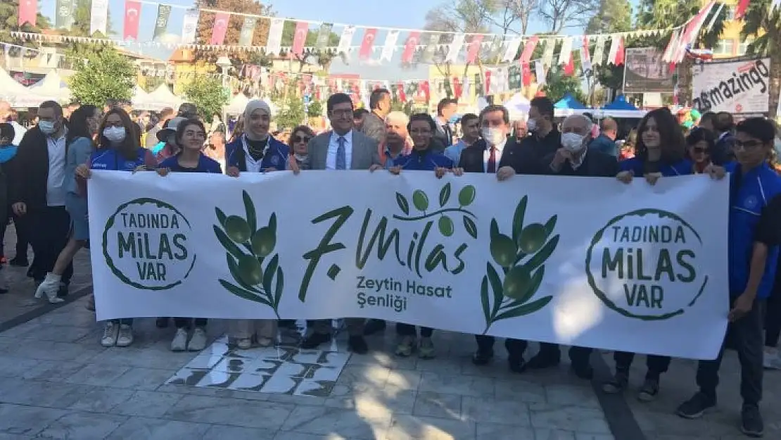 Milas Zeytin Hasat Şenliği başladı