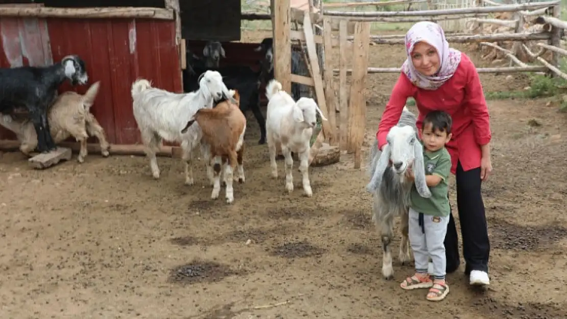 Muğla Büyükşehir 'Kıl Keçisi Projesi' meyvelerini vermeye başladı