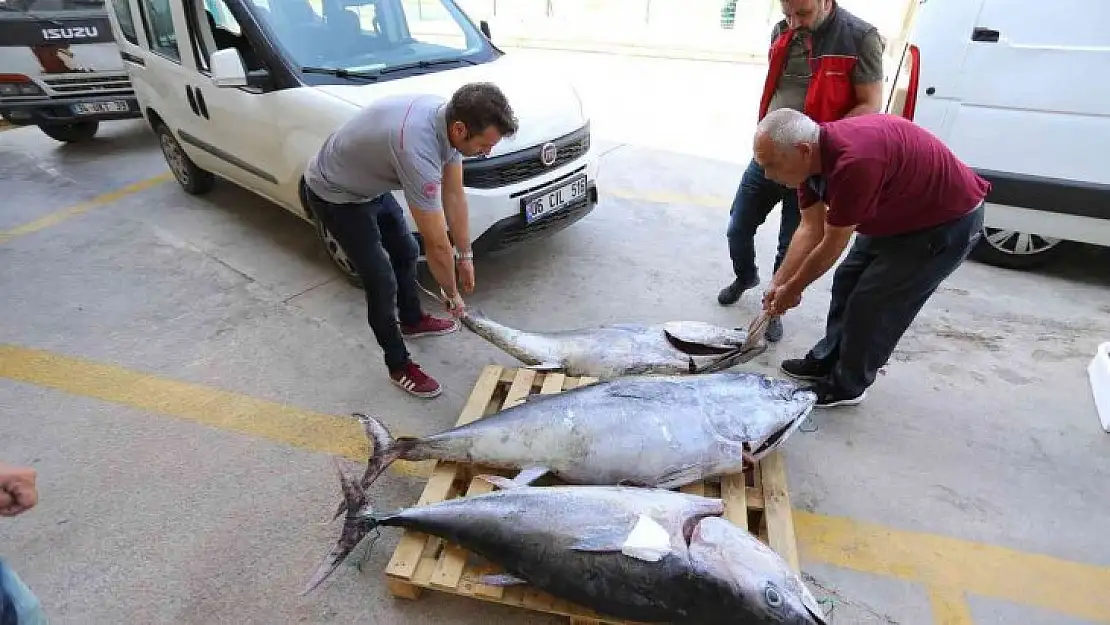 Muğla'da avlanması yasak olan 3 adet mavi yüzgeçli orkinos balığı ele geçirildi