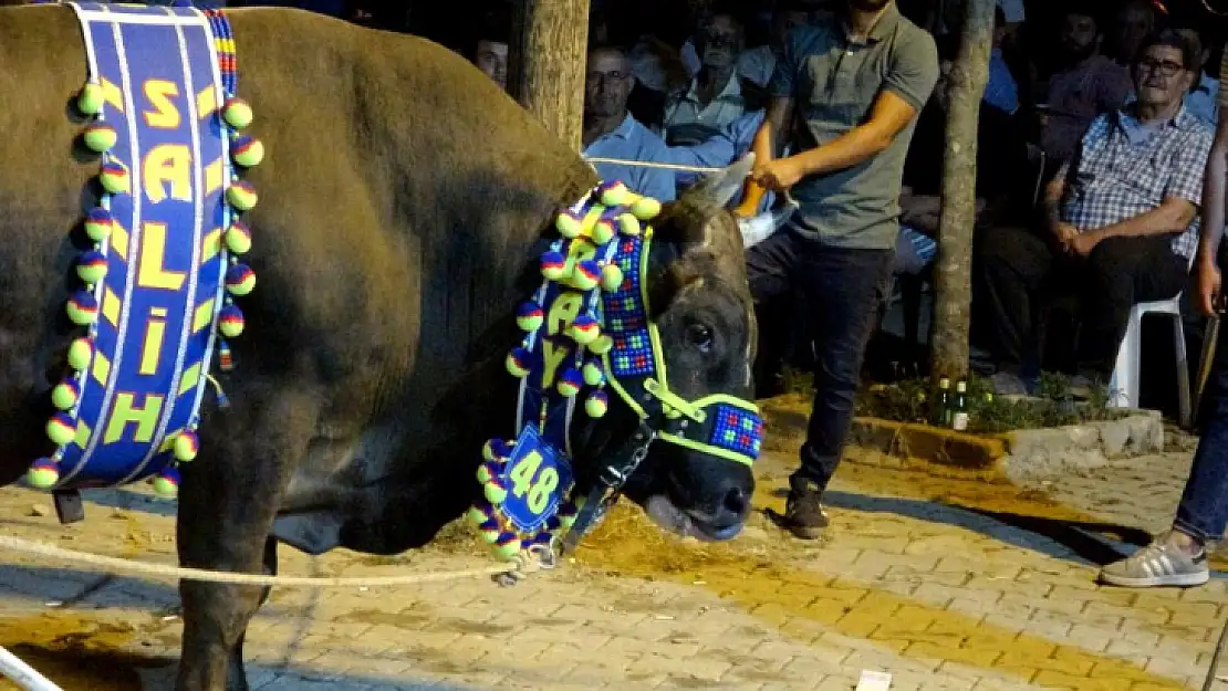 Muğla'da boğalar güreş öncesi görücüye çıkarıldı