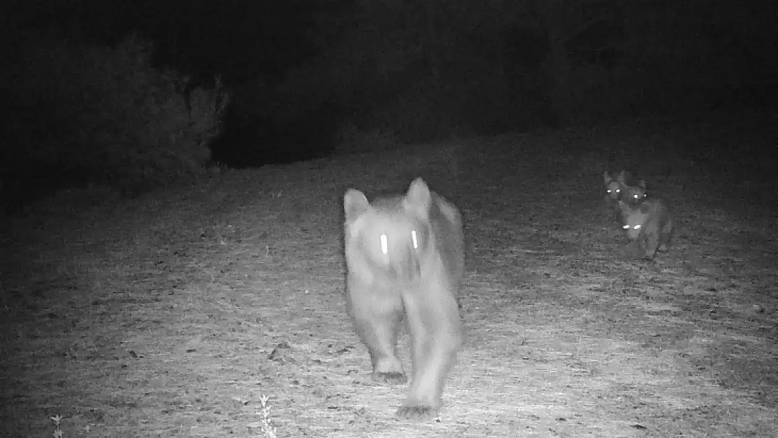 Muğla'da Boz Ayı, Yavrularıyla Görüntülendi