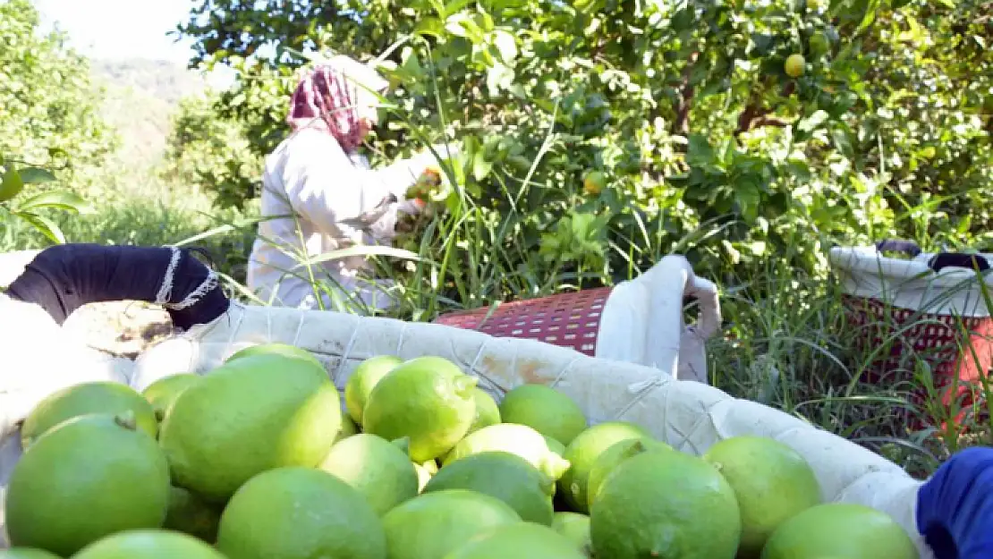 Muğla'da limon üretiminde yüzde 222 artış bekleniyor