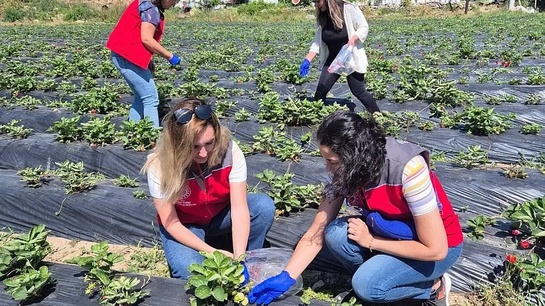 Muğla'da pestisit denetimleriyle sağlık ve çevre güvencesi