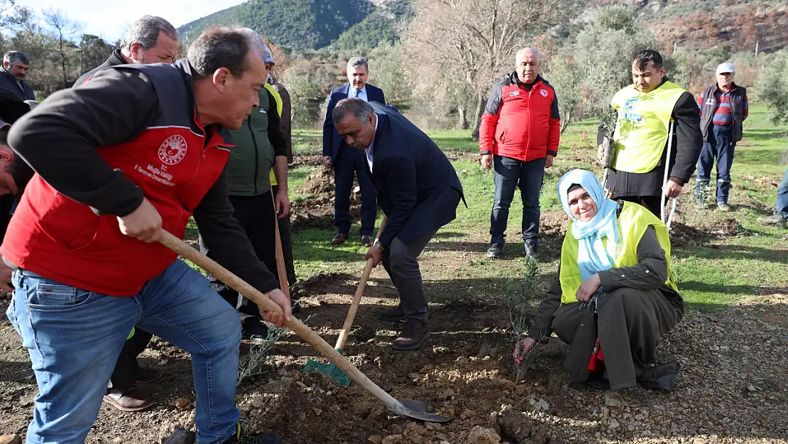 Muğla'da Yangından Zarar Gören Alanlara Zeytin Fidanı Umudu