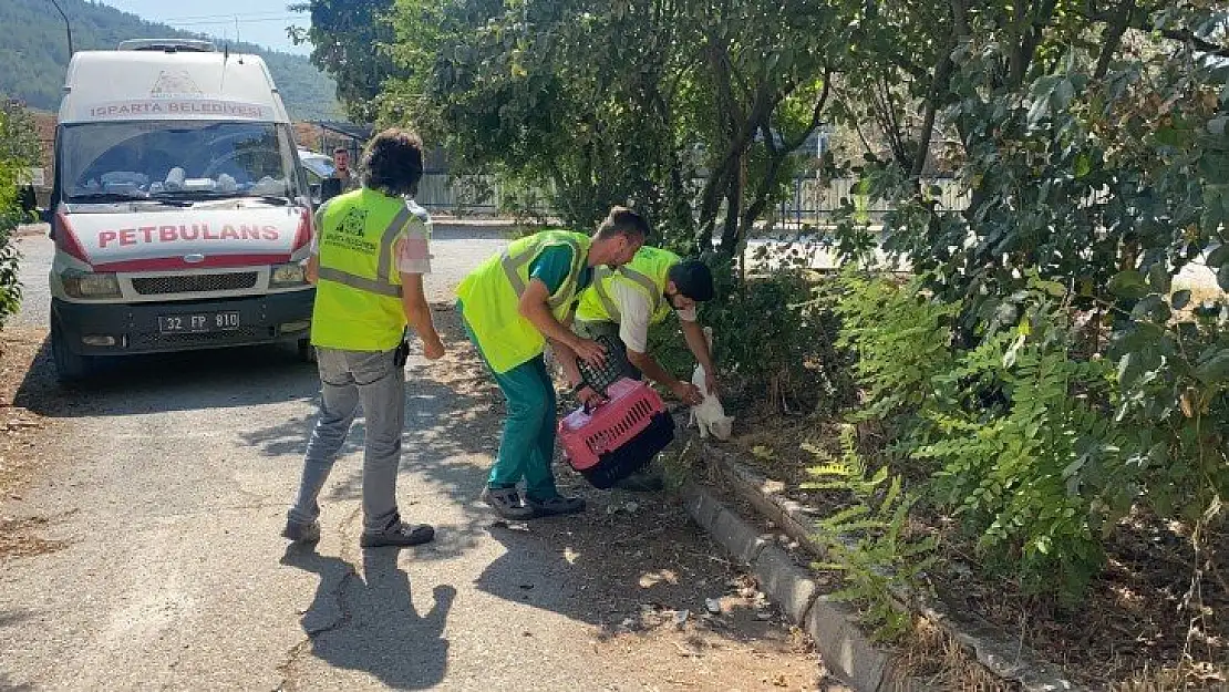 Muğla'daki yangında hayvanları tahliye edip beslediler