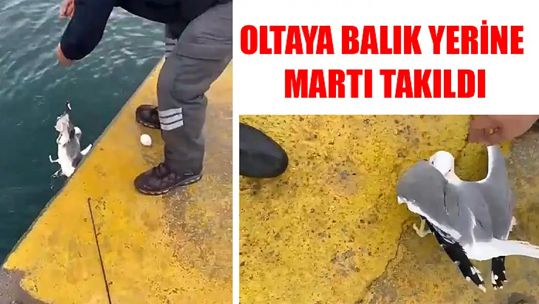 Oltaya Balık Yerine Martı Takıldı