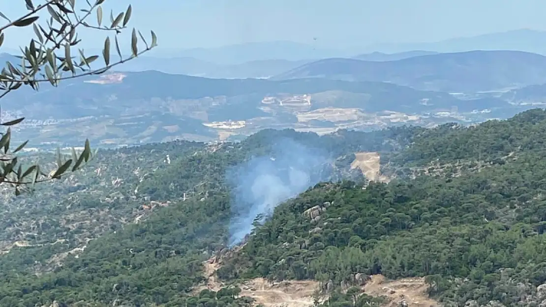 Orman yangını büyümeden söndürüldü