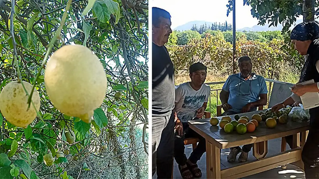 Ortaca'da limon ve greyfurt bahçelerinde incelemelerde bulunuldu