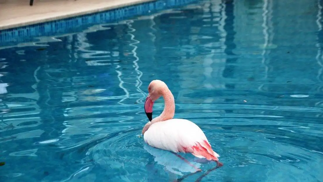 Otelin havuzuna düşen yaralı flamingoyu görenler şoke oldu