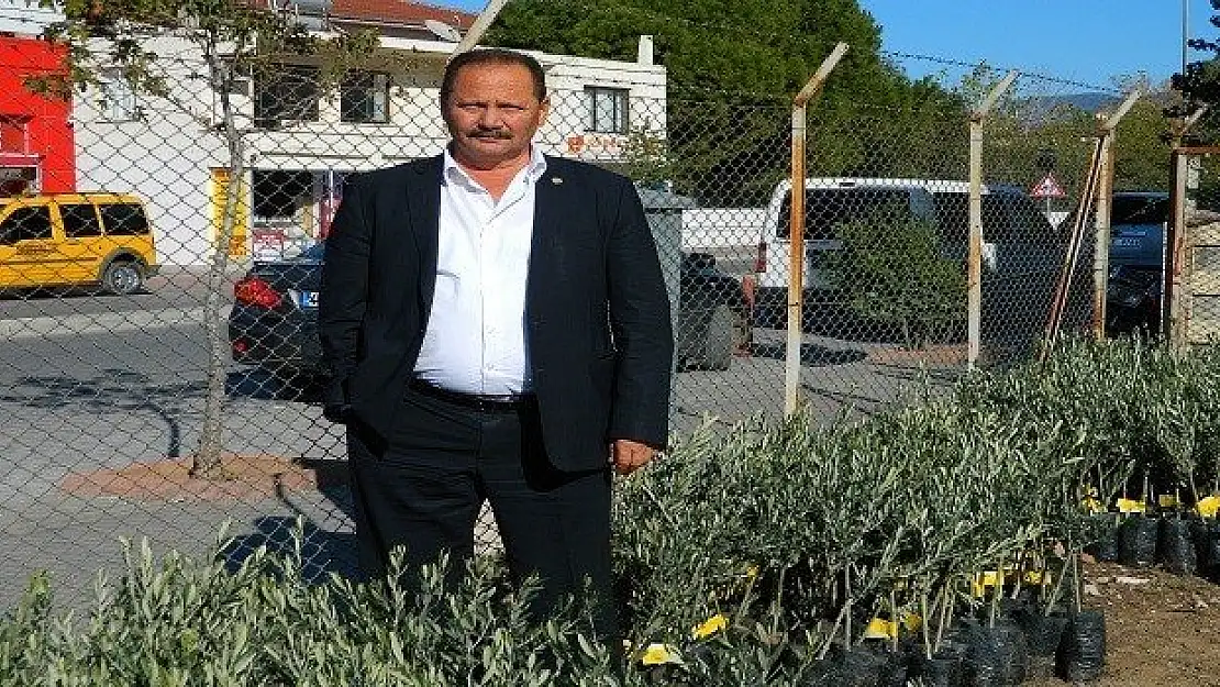 Sertifikalı Ve Garantili Zeytin Fidanı Satışı Başladı