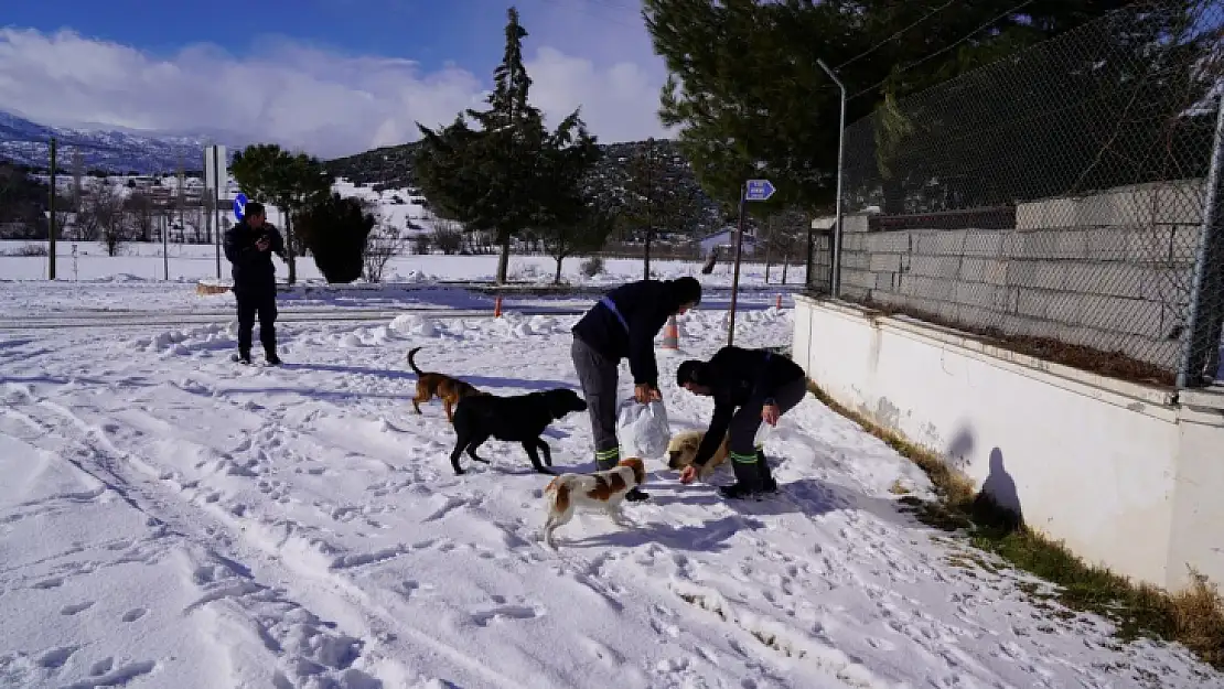 Seydikemer Belediyesi can dostlar için seferber oldu