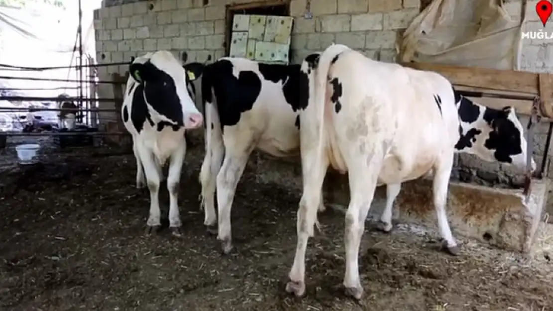 Seydikemer'de Uzman Eller Projesi Sayesinde Kendi İşini Kurdu