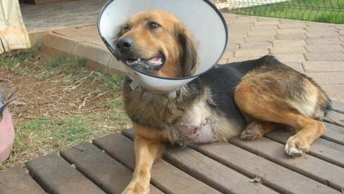 Sokak köpeği ayaksız kaldı