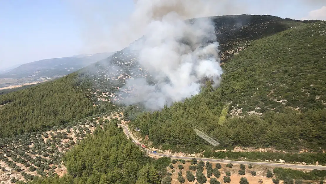 Son dakika: Milas'ta orman yangını çıktı