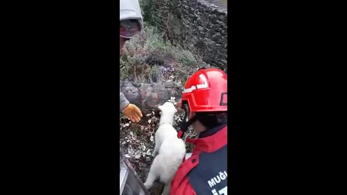 Su Kuyusuna Düşen Kuzu Kurtarıldı