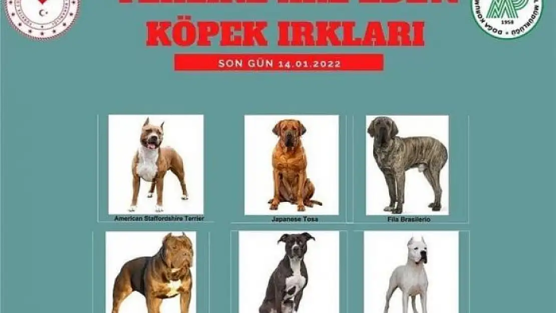 Tehlikeli köpeği olanlar dikkat!!!