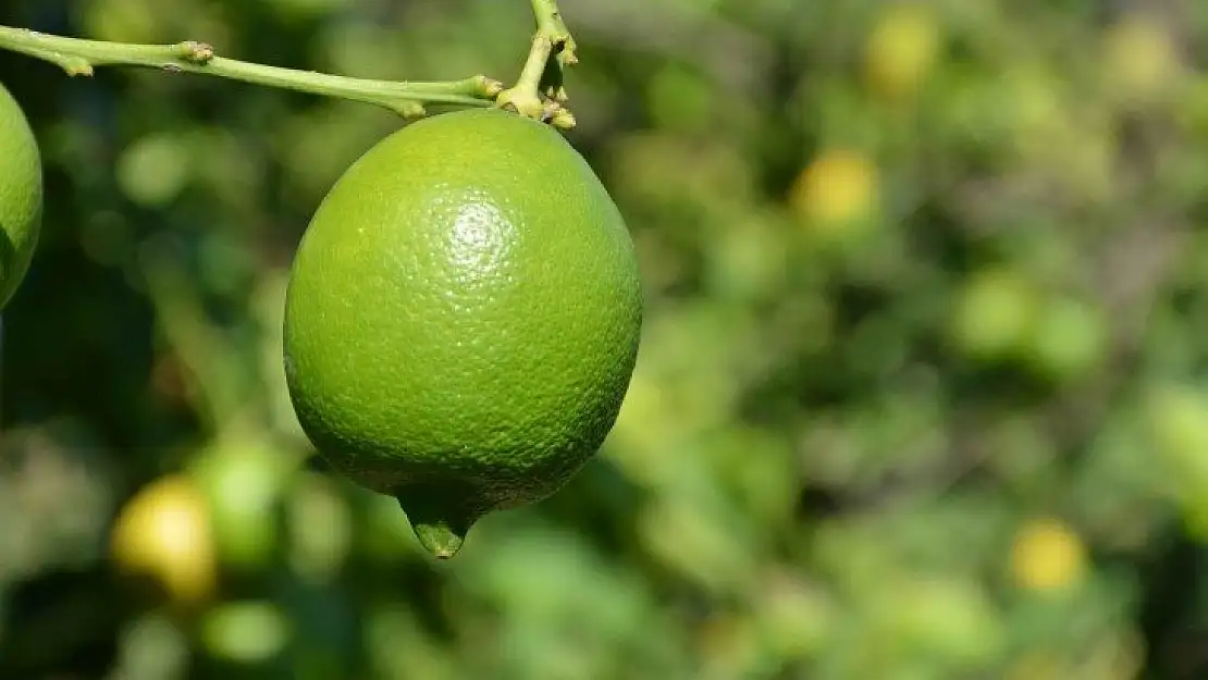 TİGEM 2 bin 200 ton limonu ihale ile satışa sunacak