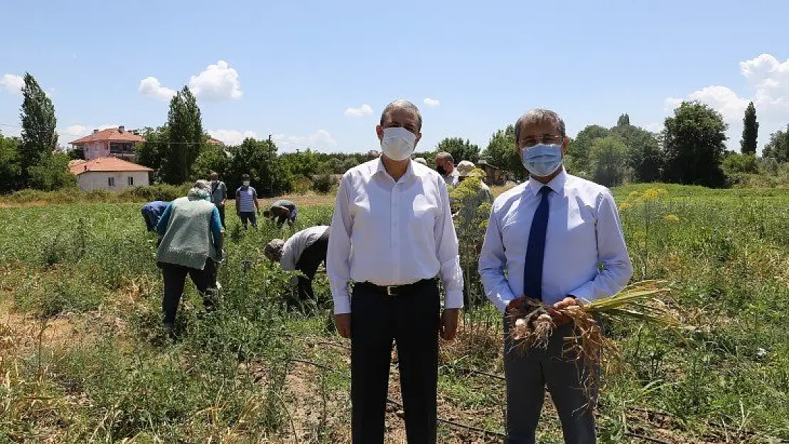 Ula sarımsağında 1500 kg hasat elde edildi