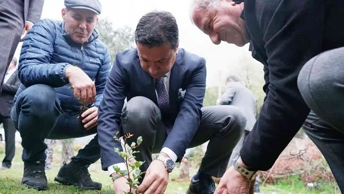 Üreticilere 20 bin adet keçiboynuzu fidanı dağıtıldı