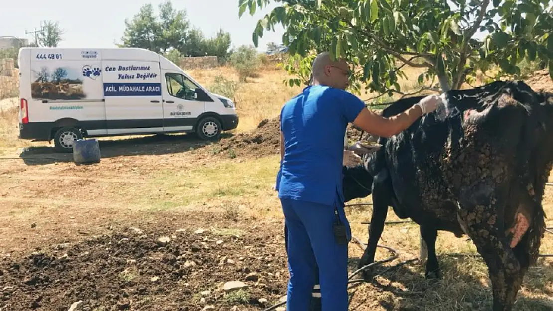 Yangından etkilenen hayvanlara tıbbi müdahale