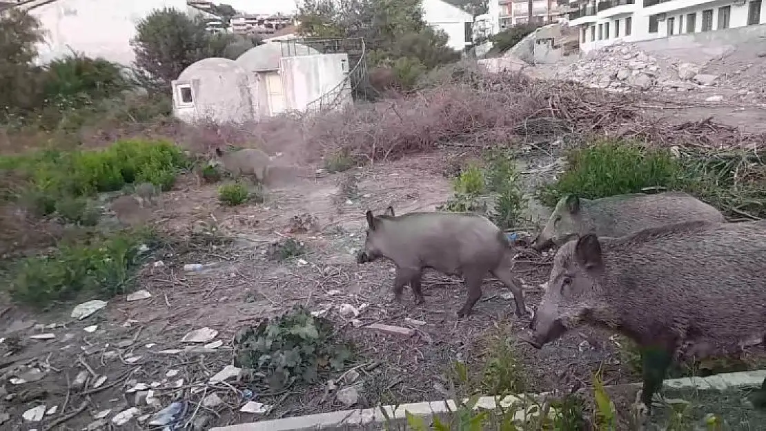 Yiyecek bulmakta zorlanan domuz sürüsü gündüz vakti şehre indi