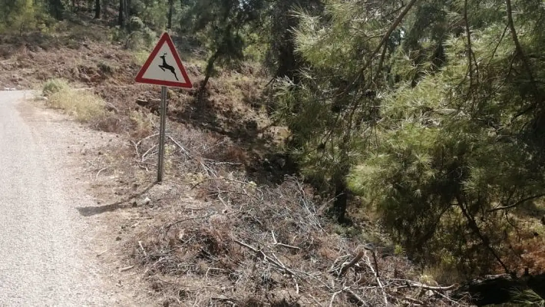 Yol kenarındaki kurumuş ağaç parçaları yangına davetiye çıkartıyor