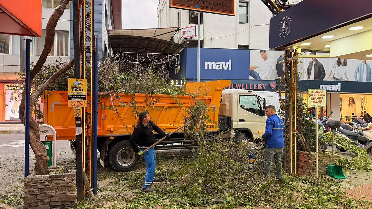 Paspatur'da ağaçlarda budama çalışması