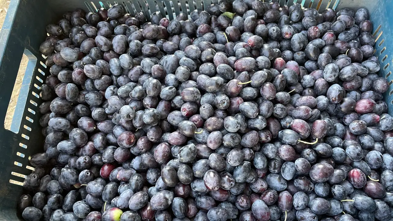 Fethiye'de zeytin sezonu hızla devam ediyor: Günlük 500 kasaya kadar sevkiyat yapılıyor