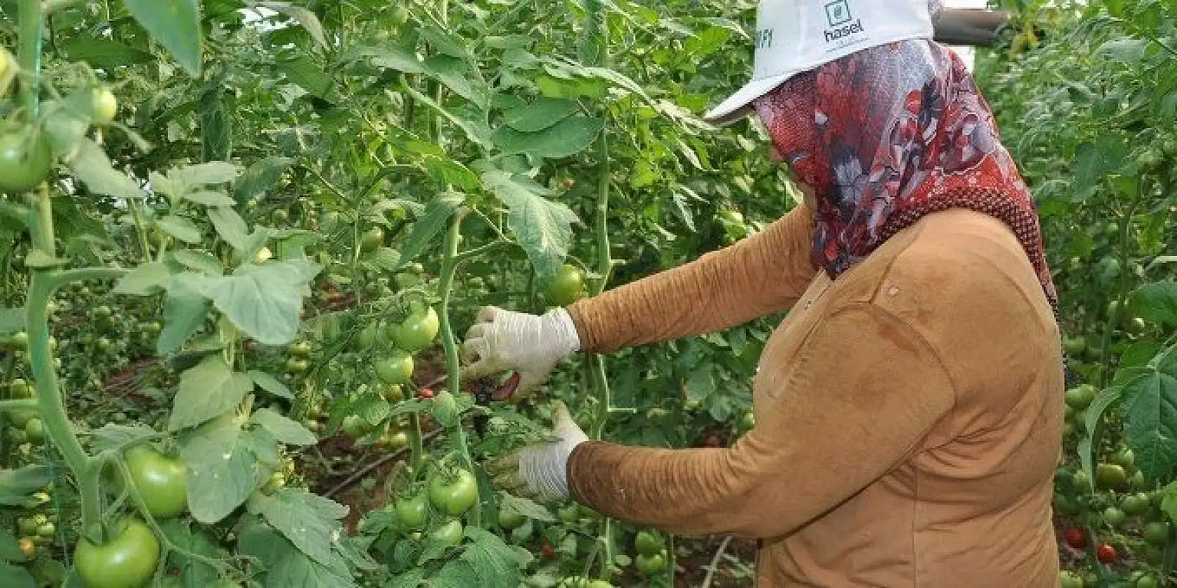 DOMATES ÜRETİCİLERİ