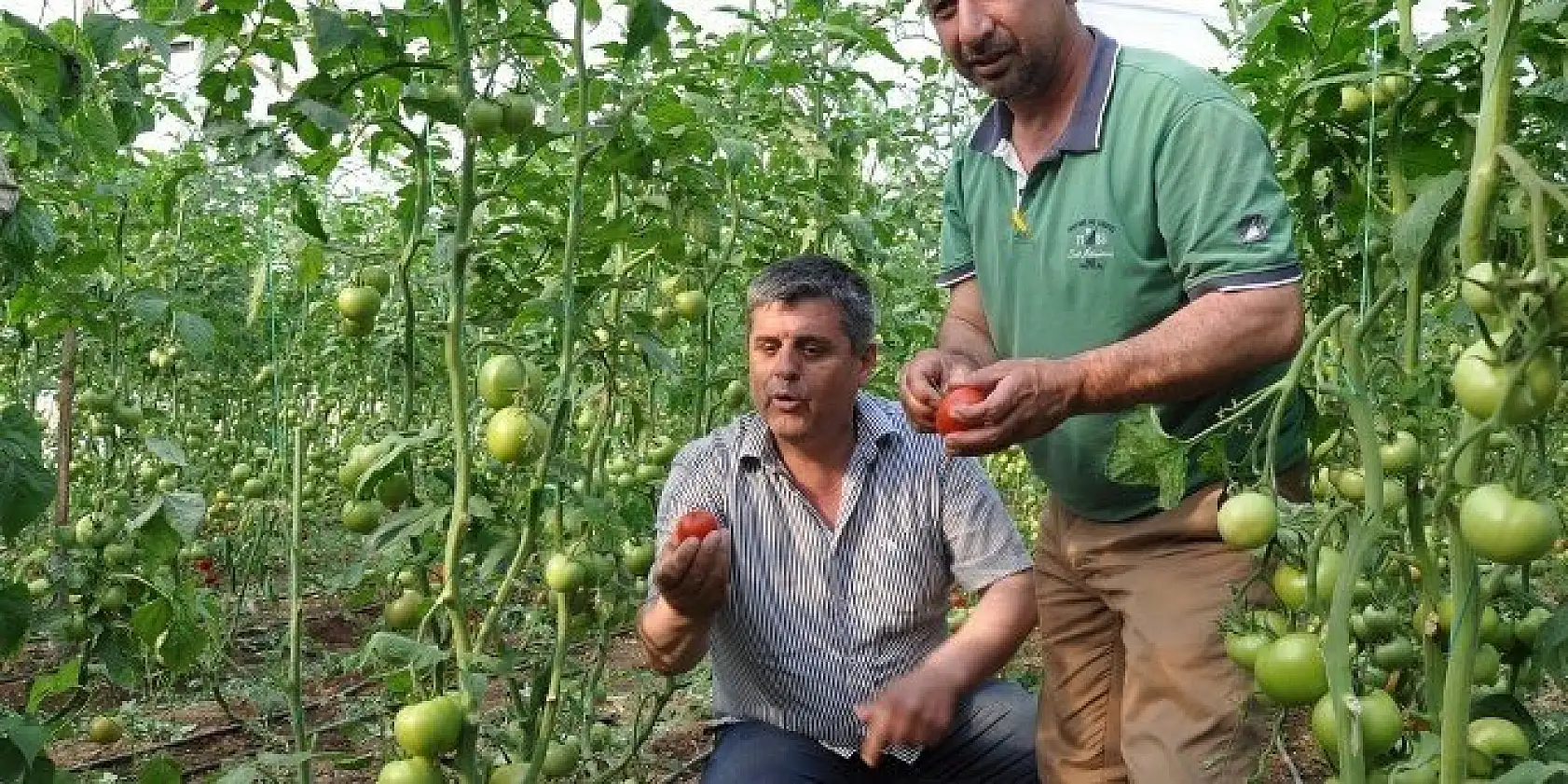 DOMATES ÜRETİCİLERİ