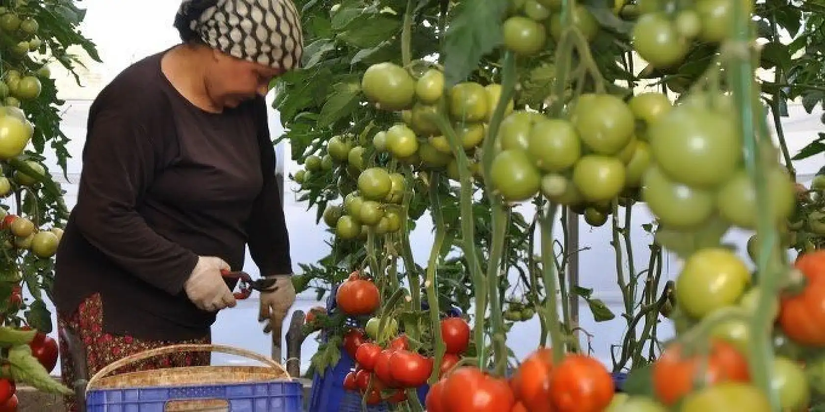 DOMATES ÜRETİCİLERİ
