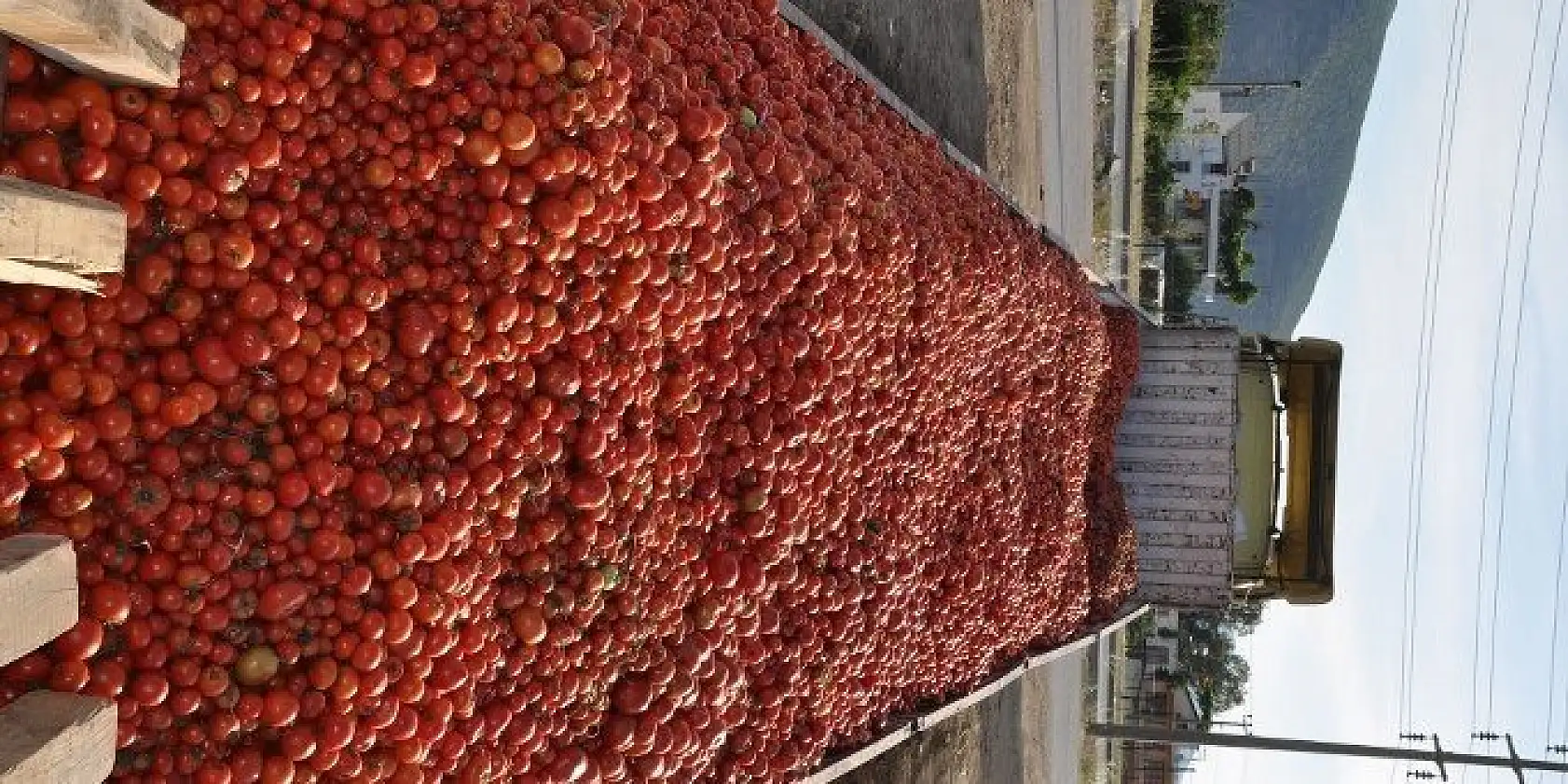 DOMATES ÜRETİCİLERİ