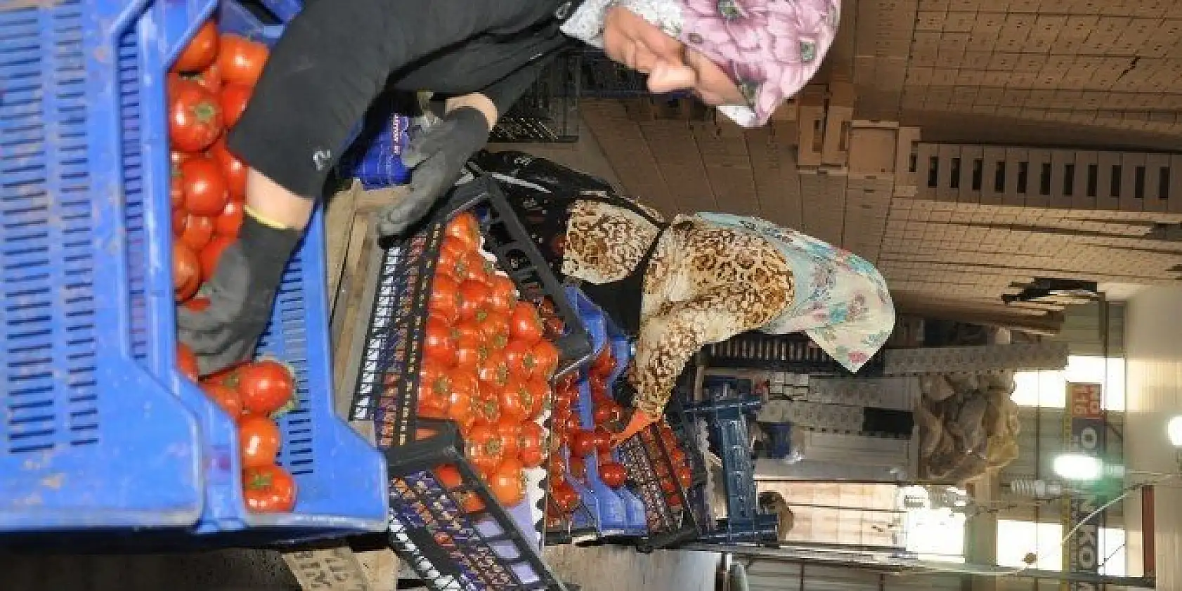 DOMATES ÜRETİCİLERİ