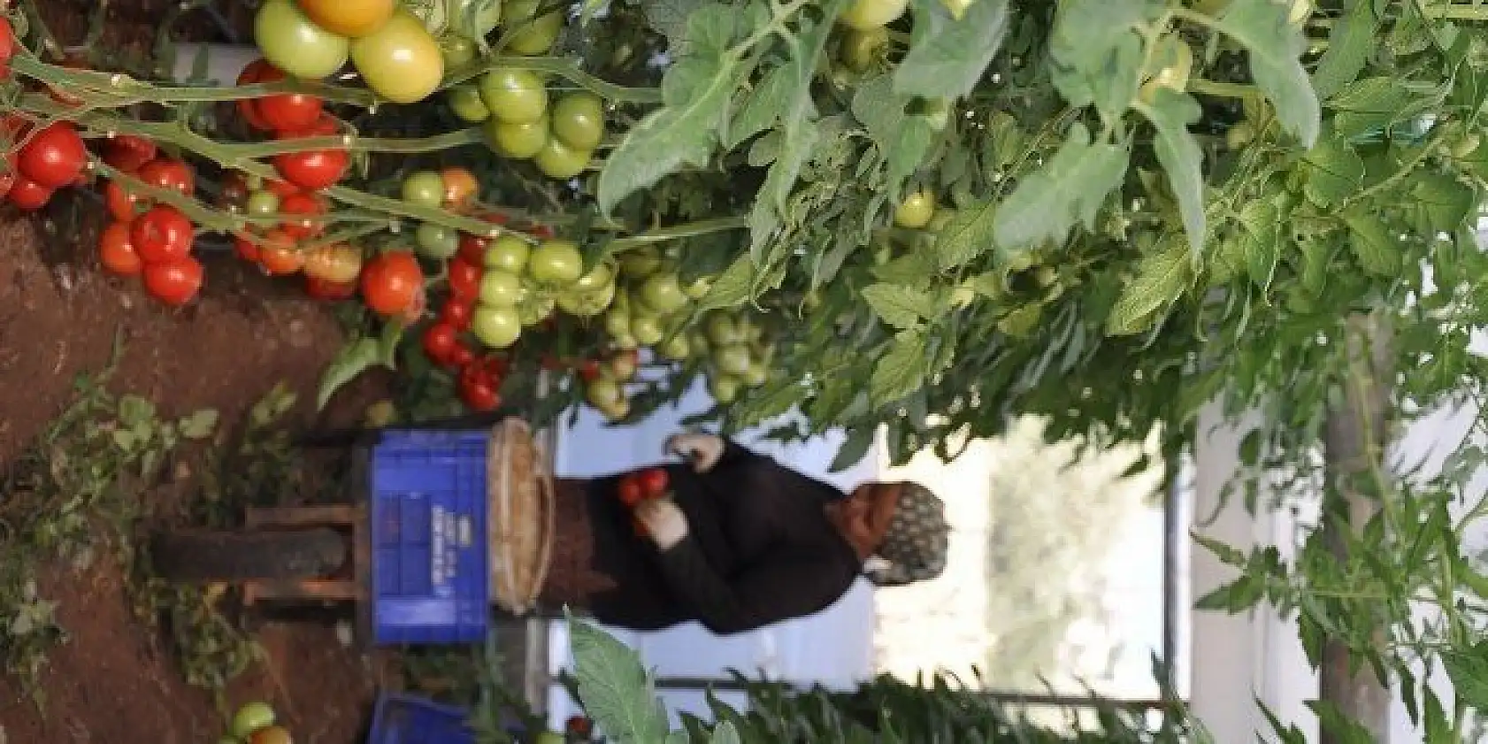 DOMATES ÜRETİCİLERİ