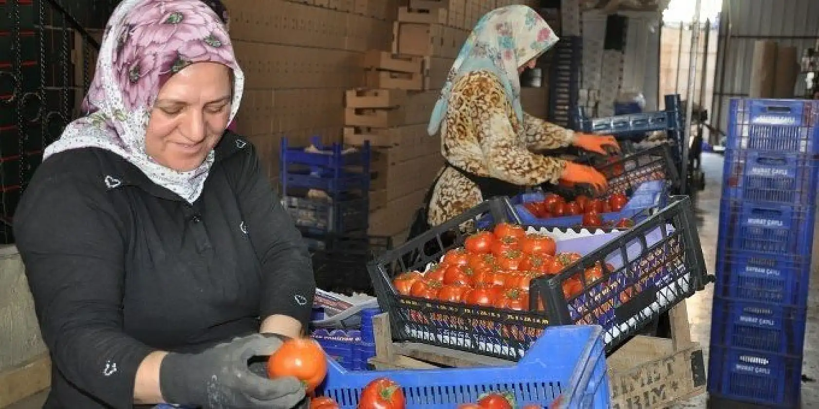 DOMATES ÜRETİCİLERİ