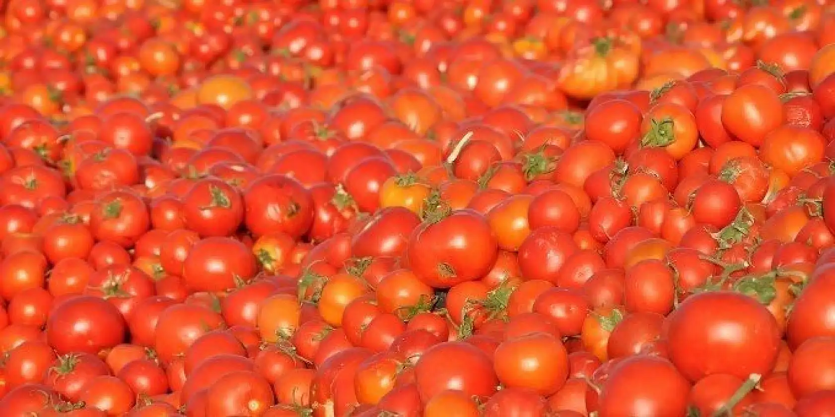 DOMATES ÜRETİCİLERİ