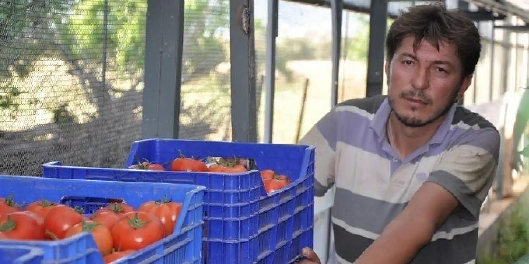 DOMATES ÜRETİCİLERİ