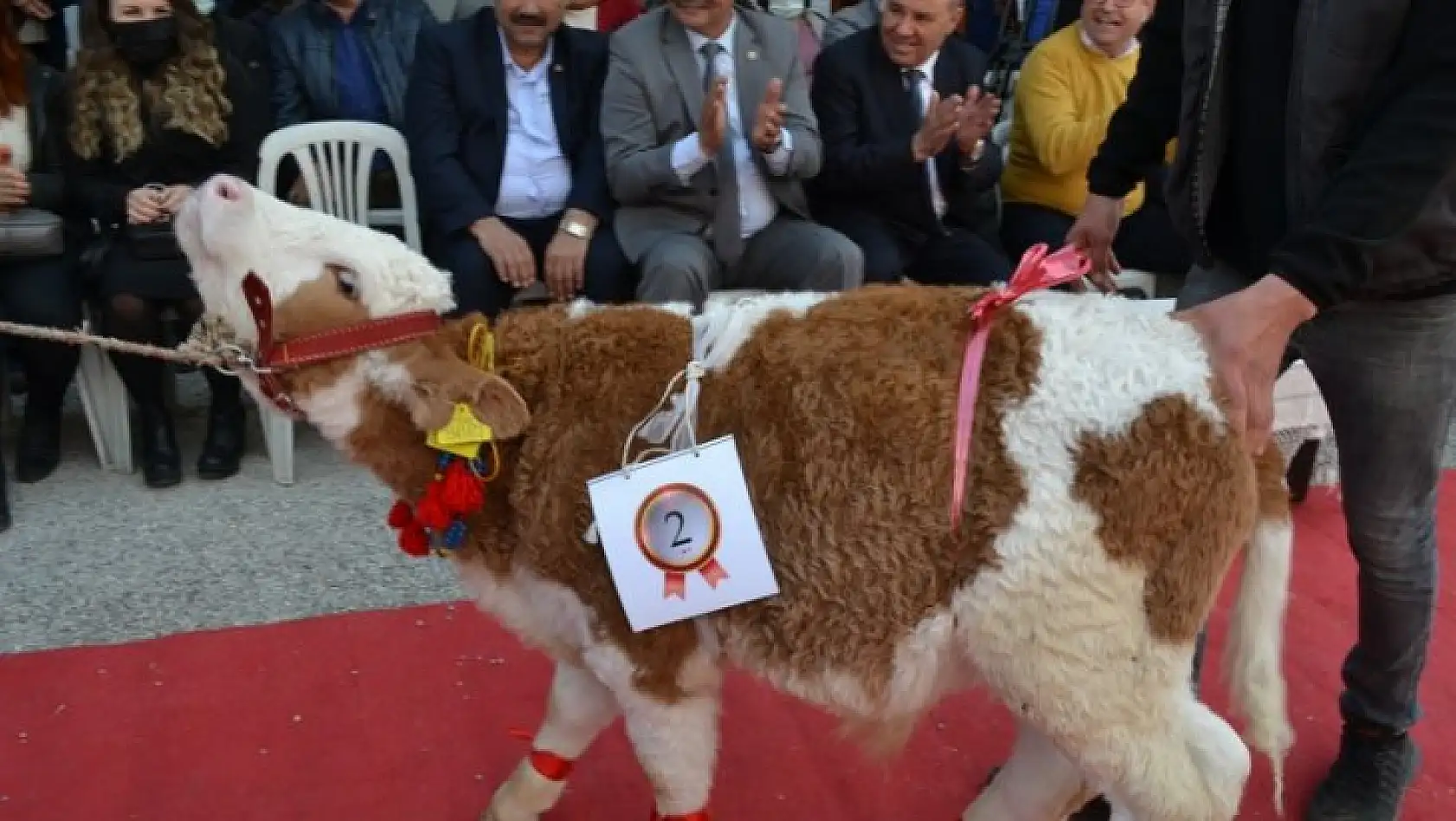 Buzağılar güzellik için podyumdaydı