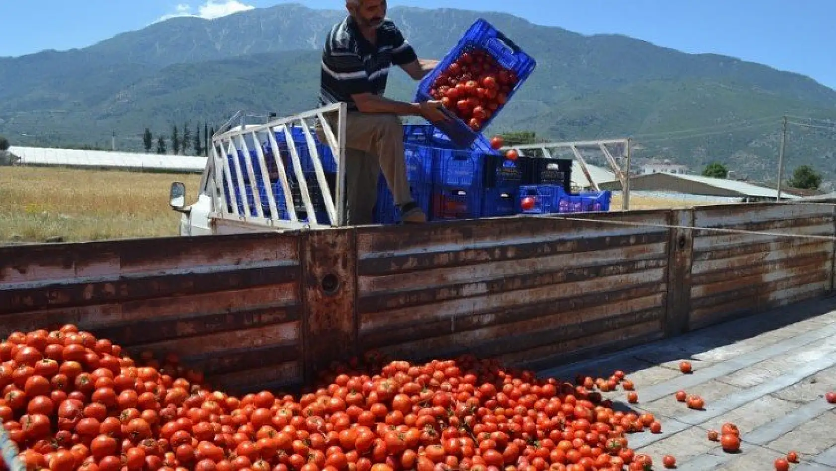 Domatesin Kasası 1 Tl