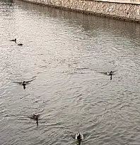 Fethiye'de kanalda renkli görüntüler