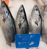 Fethiye'de palamut fiyatı cep yakıyor