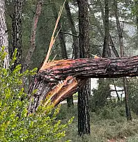 Fırtına Zeybekler Mezarlığı'nda ağaçları devirdi