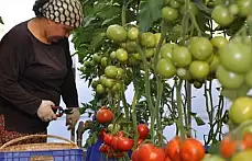 DOMATES ÜRETİCİLERİ