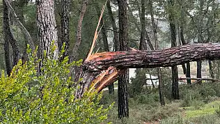 Fırtına Zeybekler Mezarlığı'nda ağaçları devirdi