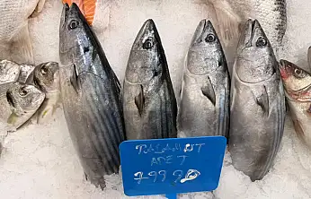 Fethiye'de palamut fiyatı cep yakıyor