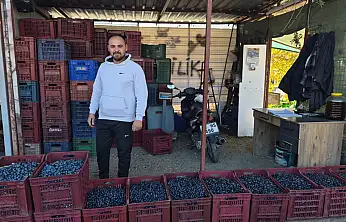 Fethiye'de zeytin alımı sezonu sona yaklaşıyor