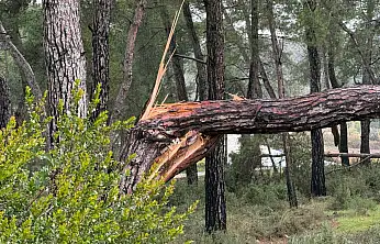 Fırtına Zeybekler Mezarlığı'nda ağaçları devirdi