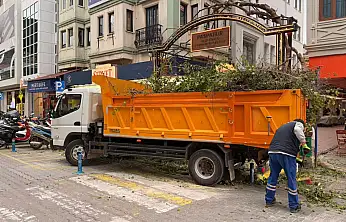 Paspatur'da ağaçlarda budama çalışması