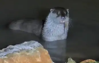 Yayla Patlangıç Barajı'nda Su Samuru Kameraya Yansıdı