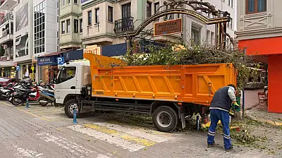 Paspatur'da ağaçlarda budama çalışması
